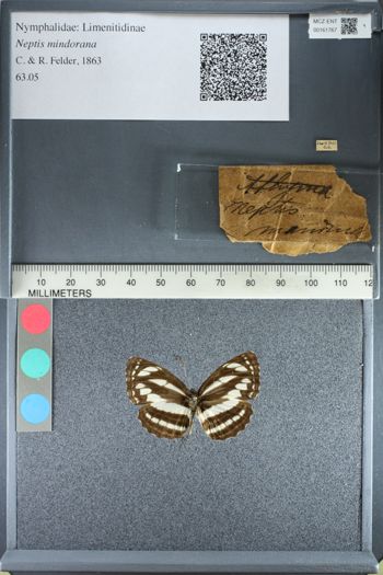 Media type: image; Entomology 161767